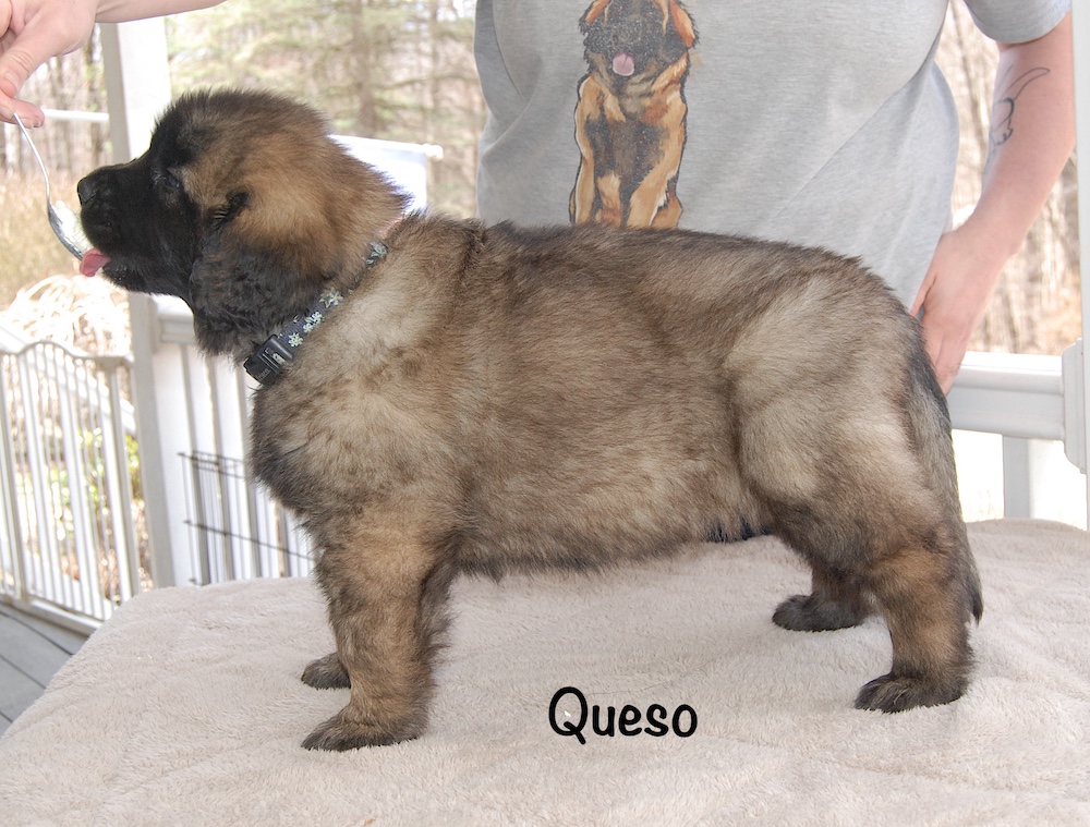 Queso stacked for website