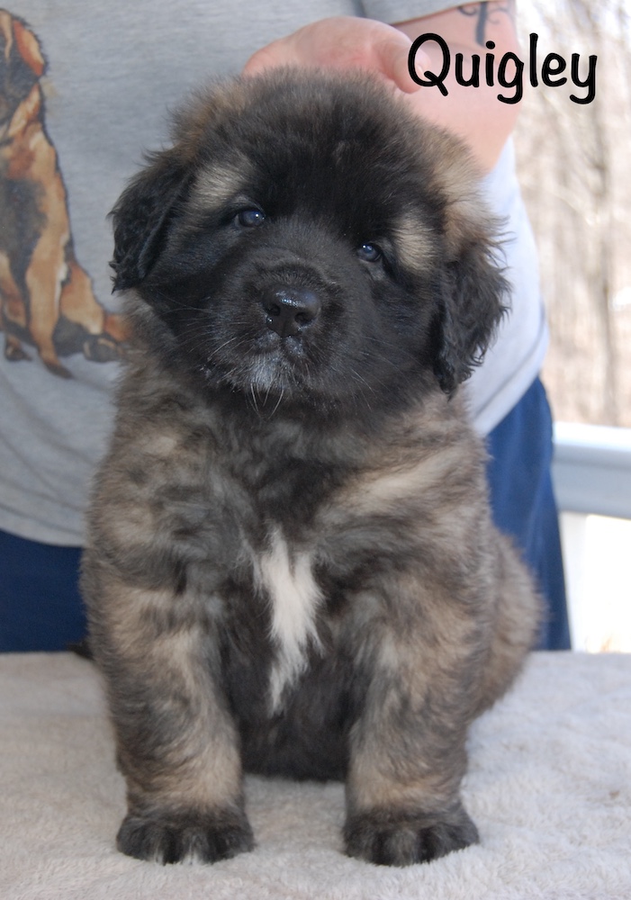 Quigley front for website