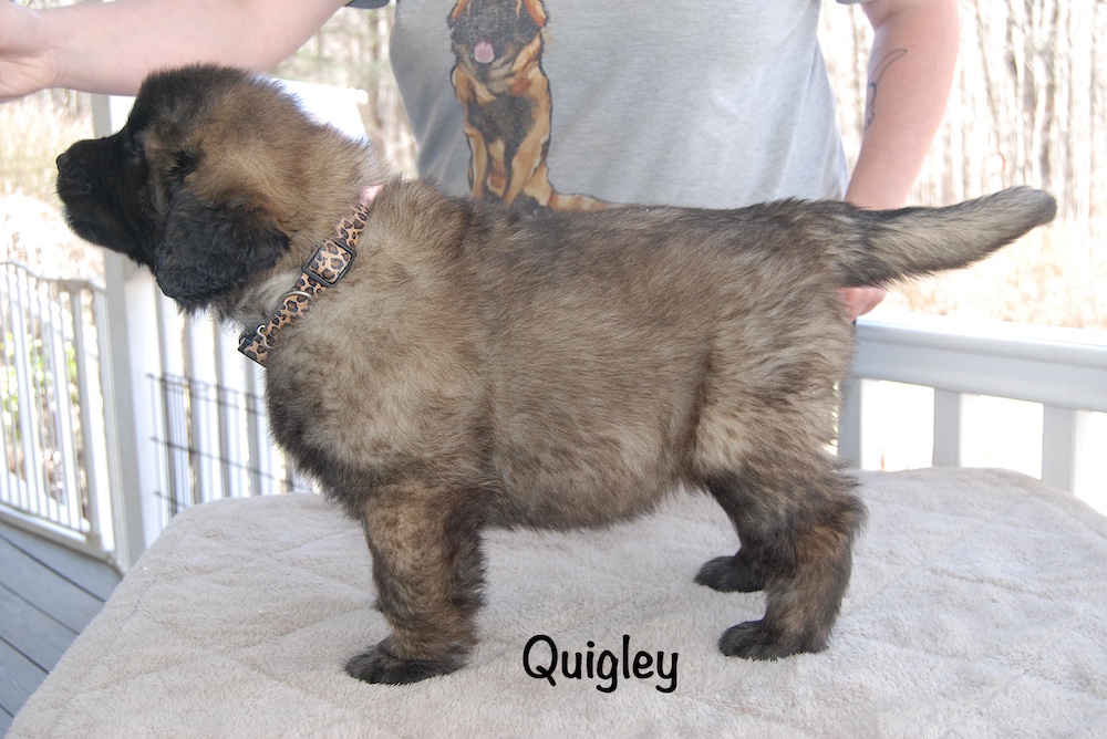 Quigley stacked for website