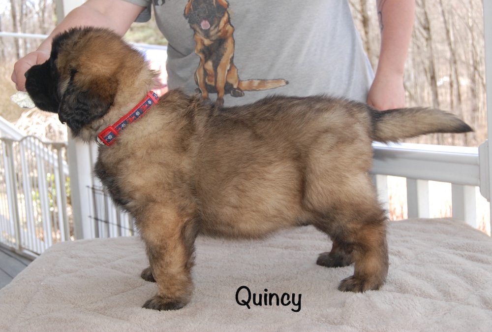 Quincy stacked for website