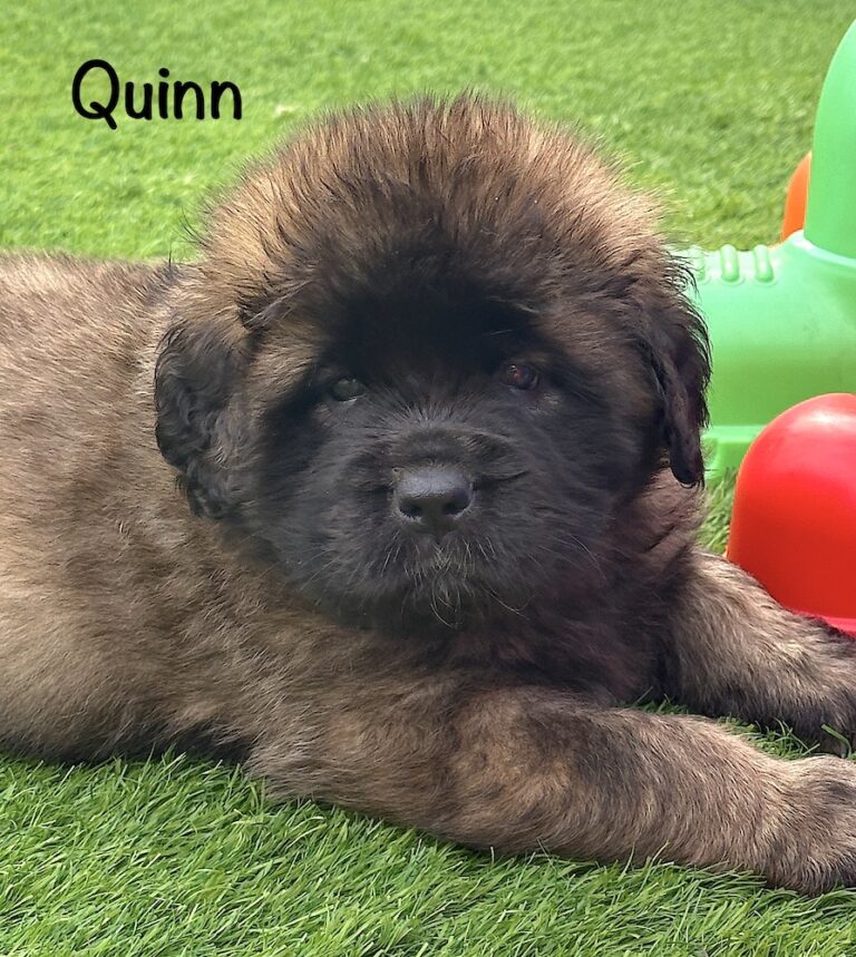 Quinn for website
