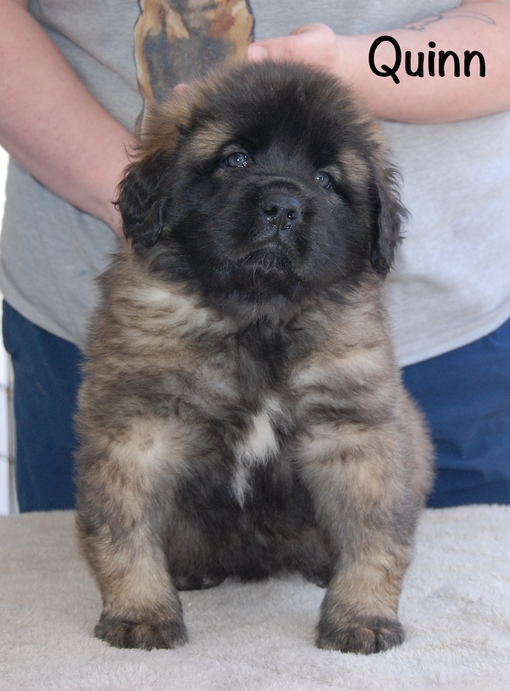 Quinn front for website