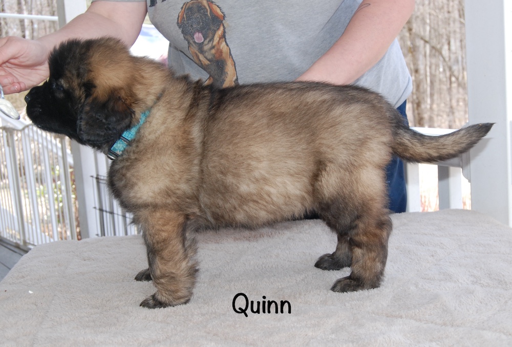 Quinn stacked for website