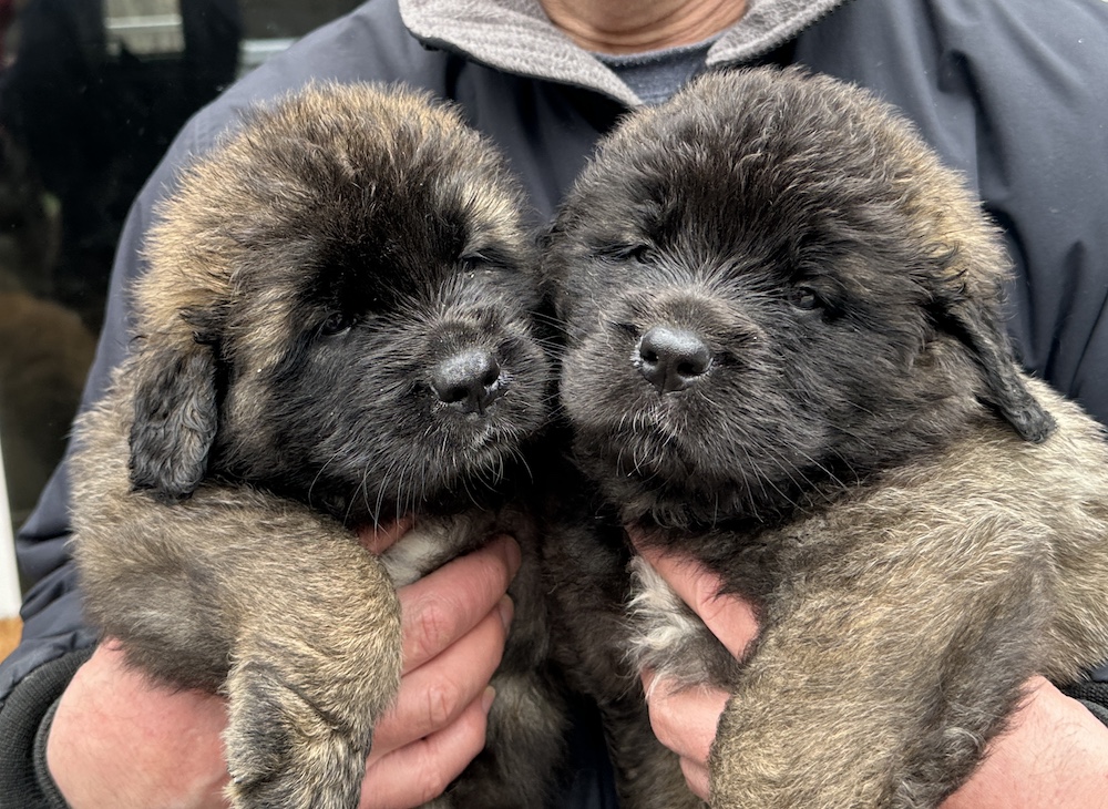 Quiz and Queen for website Quiz and Queen for website