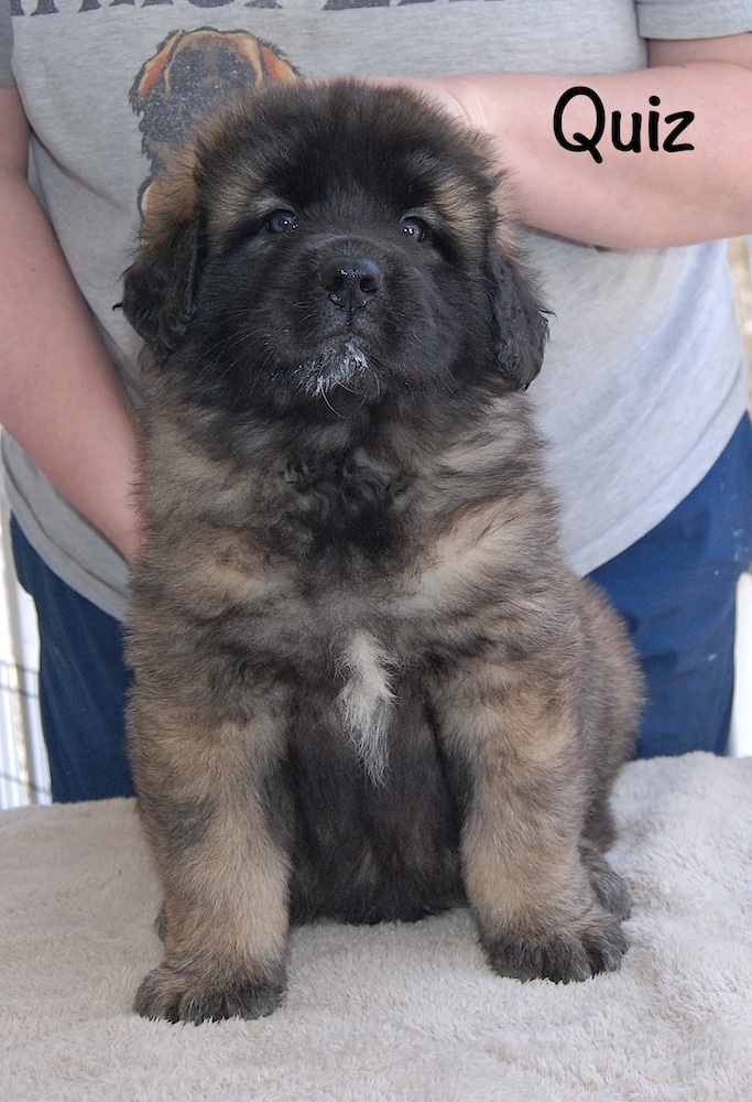 Quiz front for website