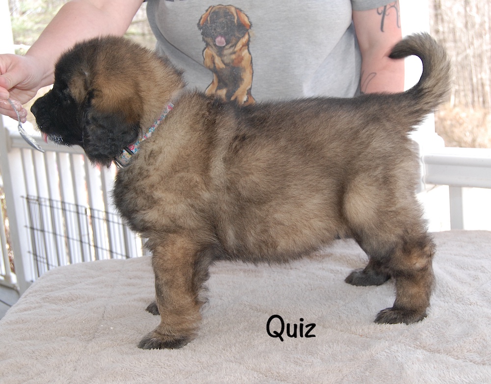 Quiz stacked for website