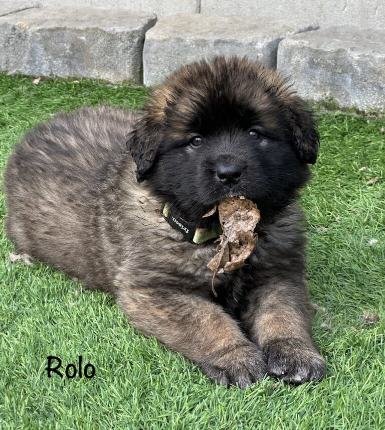 Rolo for website