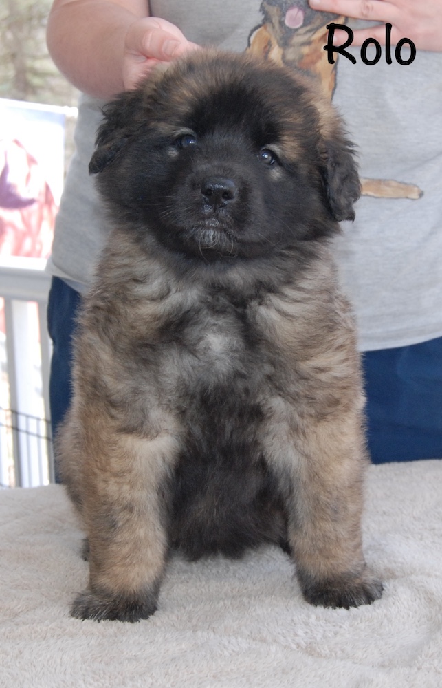 Rolo front for website