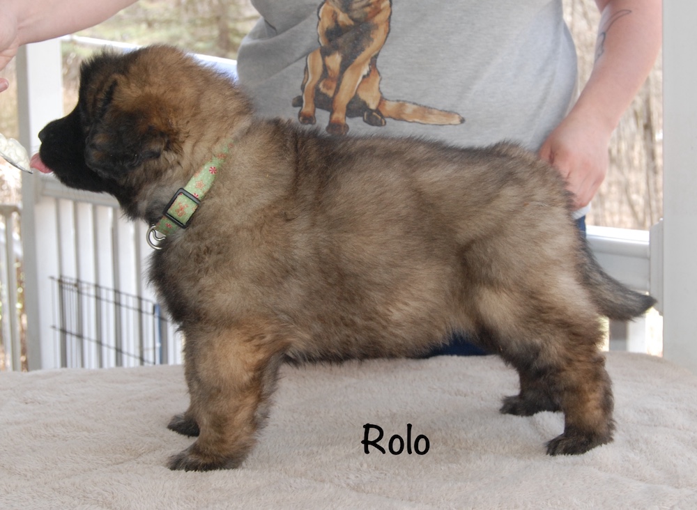 Rolo stacked for website