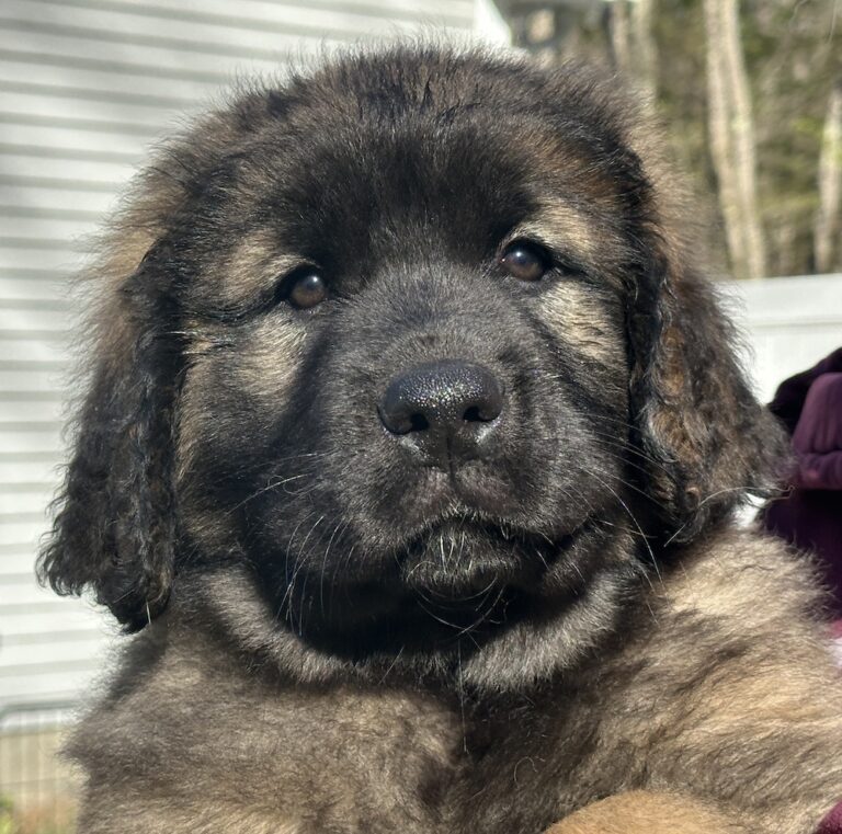 Rory 9 weeks for website