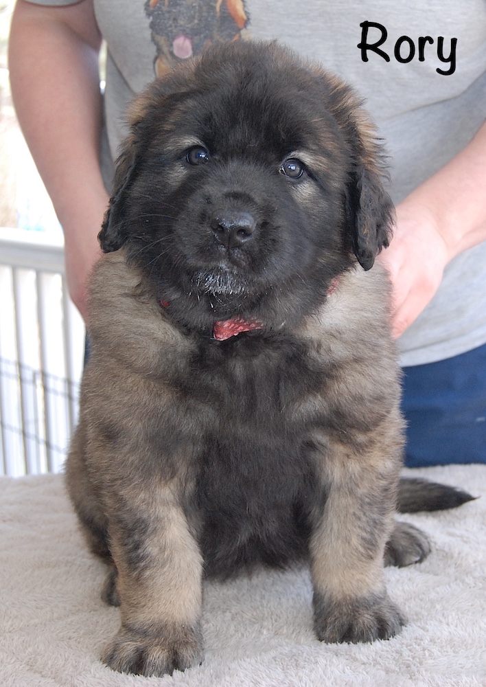 Rory front for website