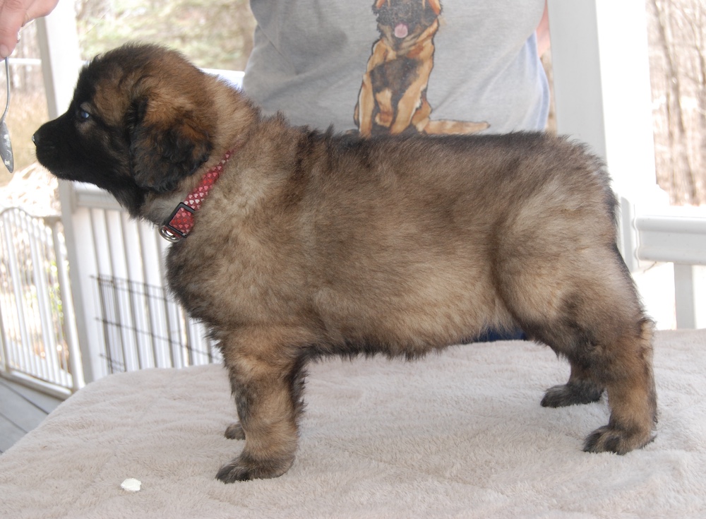 puppy picture