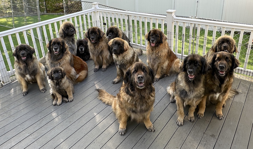 13 Leos for website
