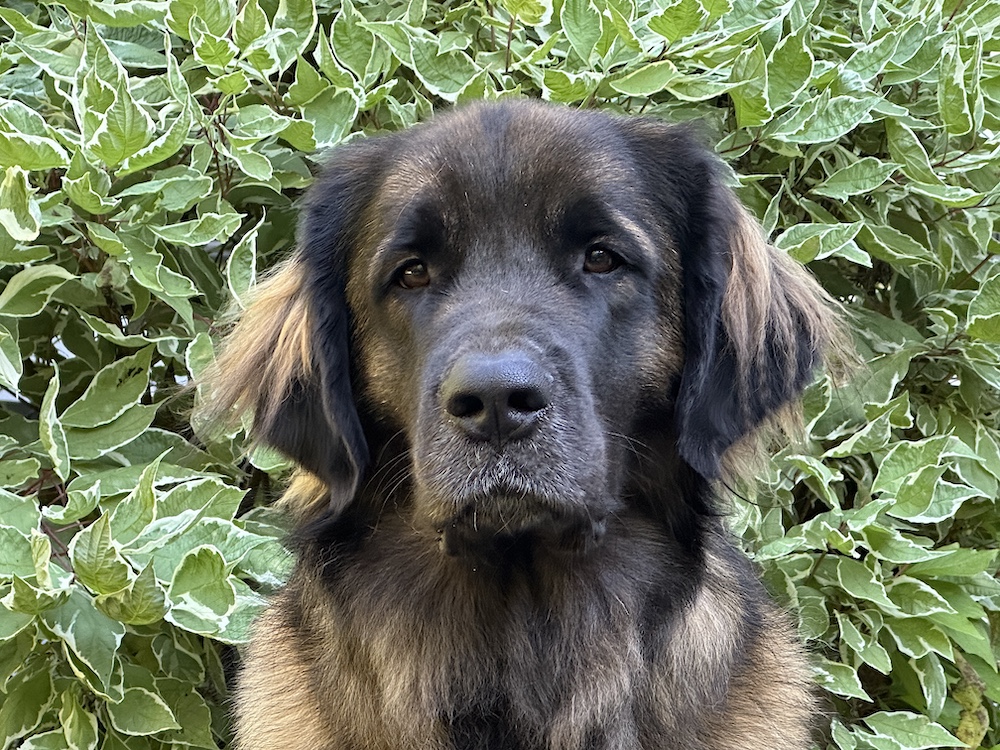 Kahlua face for website