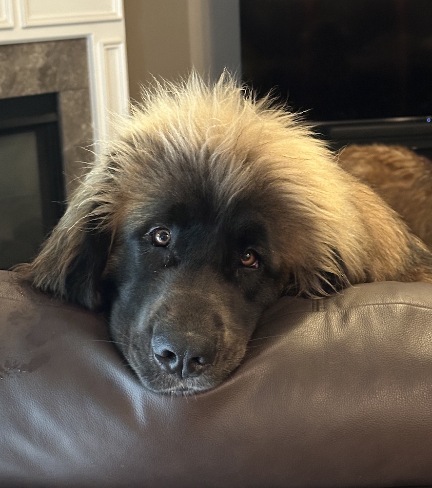 Nala bedroom eyes for website