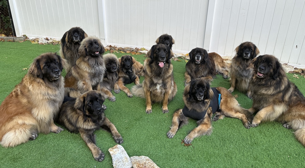 12 Leos assorted for website