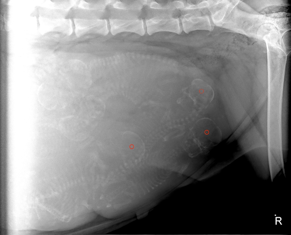 Kahlua Xray back marked for website