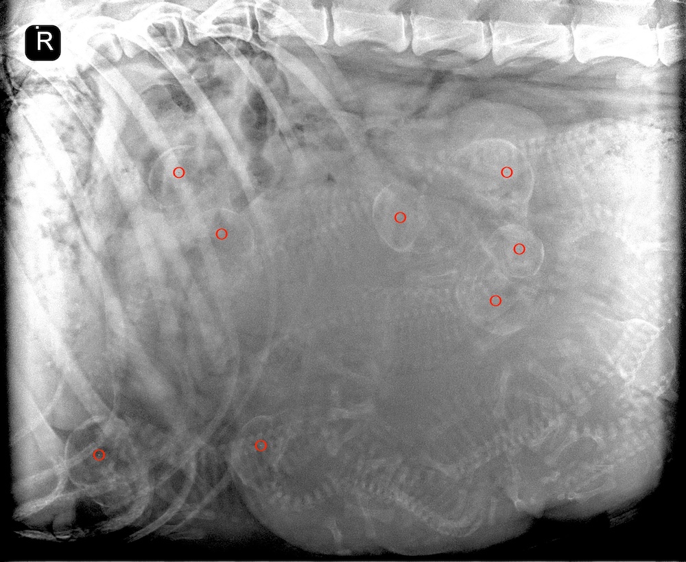 Kahlua Xray front marked for website