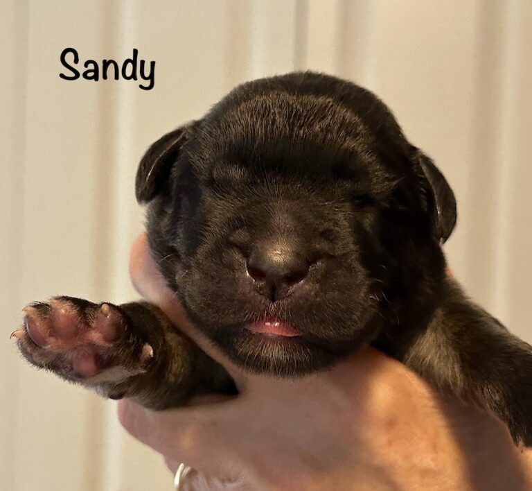 *Sandy for website