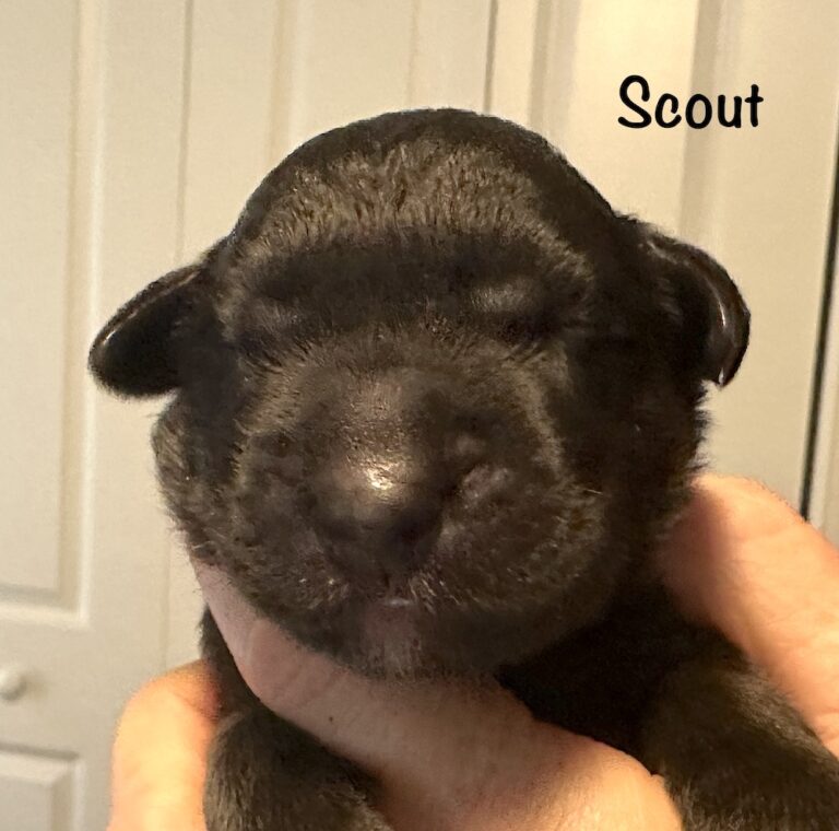 *Scout for website