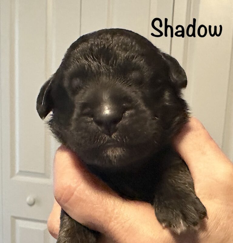*Shadow for website