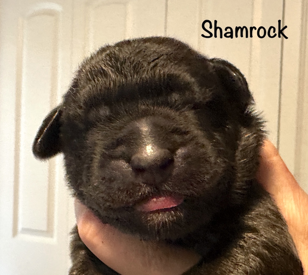 *Shamrock for website