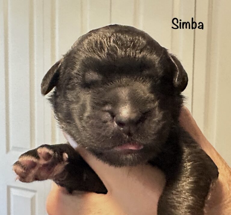 *Simba for website