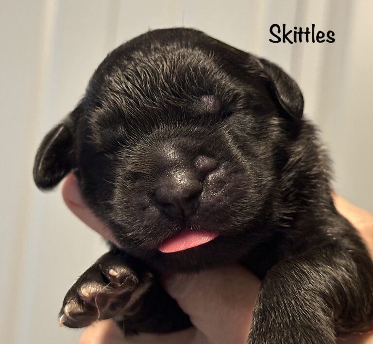 *Skittles for website
