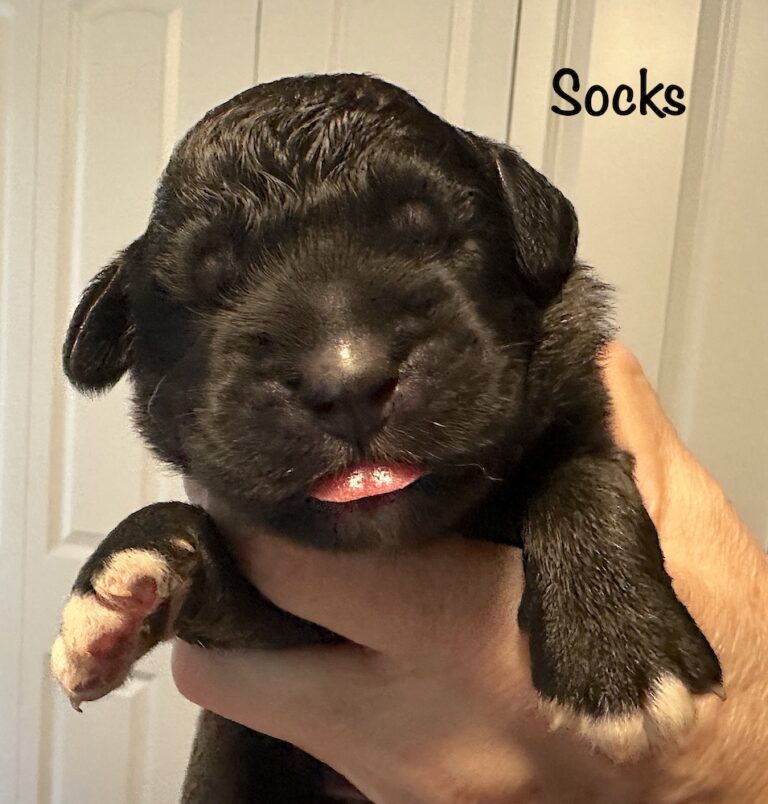 *Socks for website