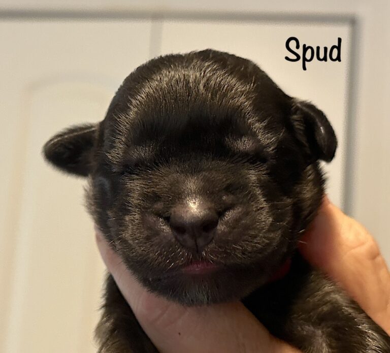 *Spud for website