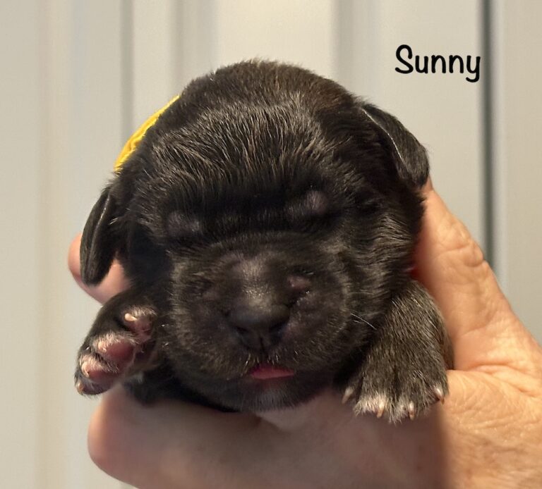 *Sunny for website
