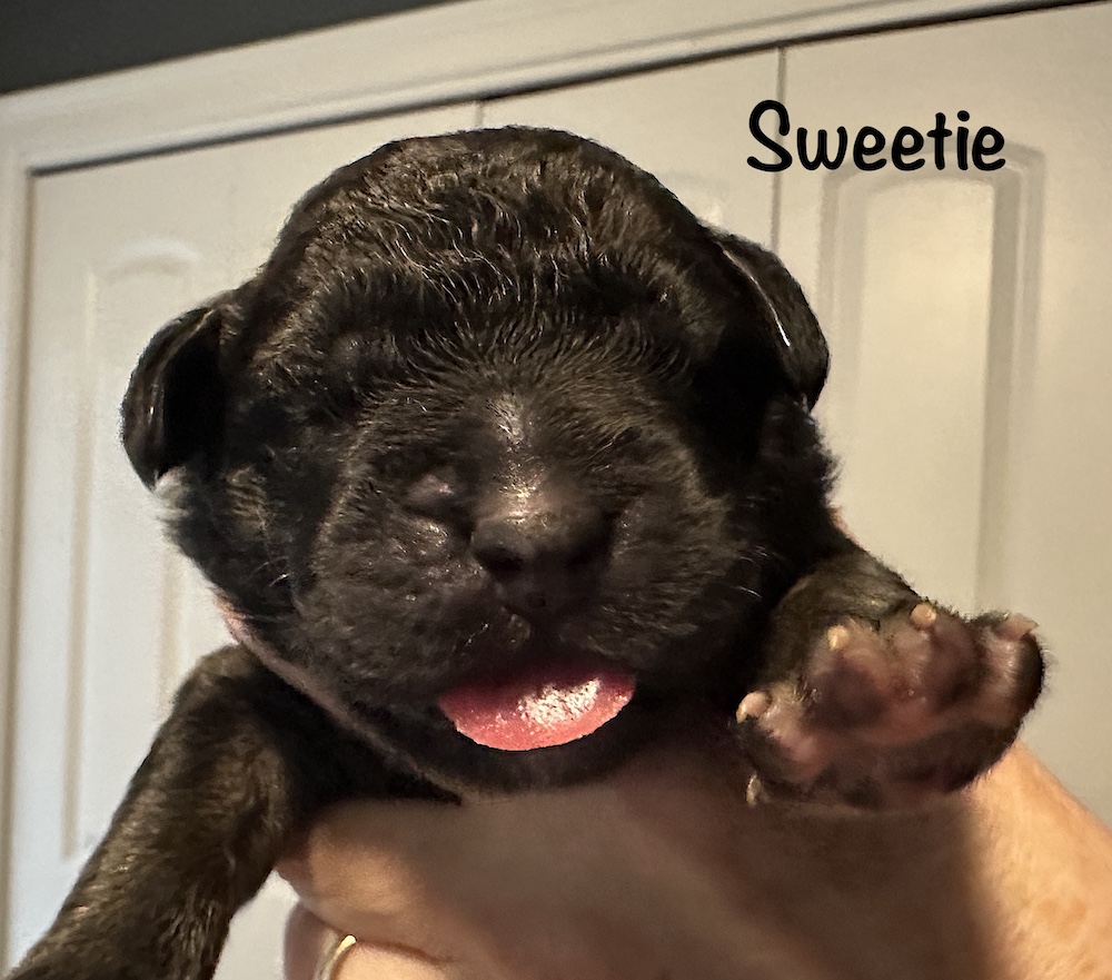 *Sweetie for website